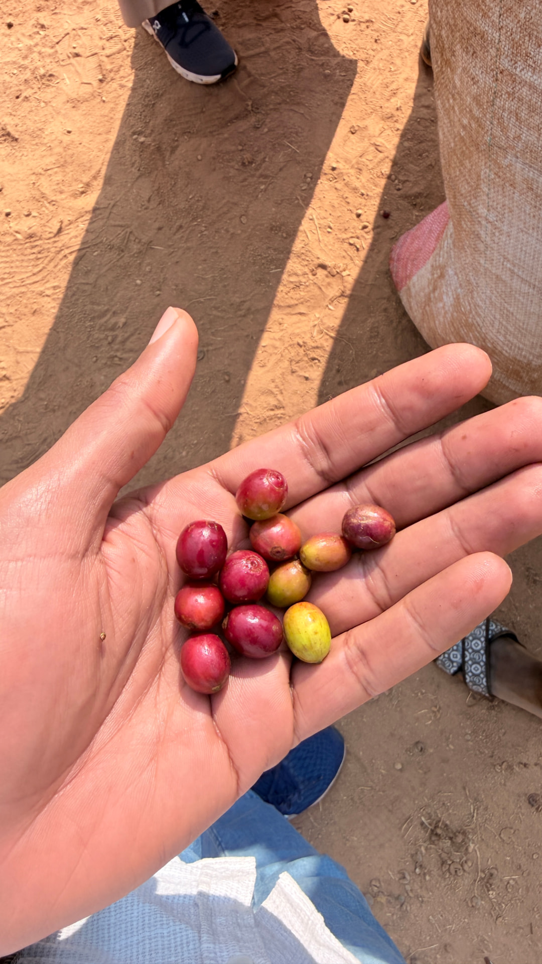 Freshly picked ripe coffee cherries