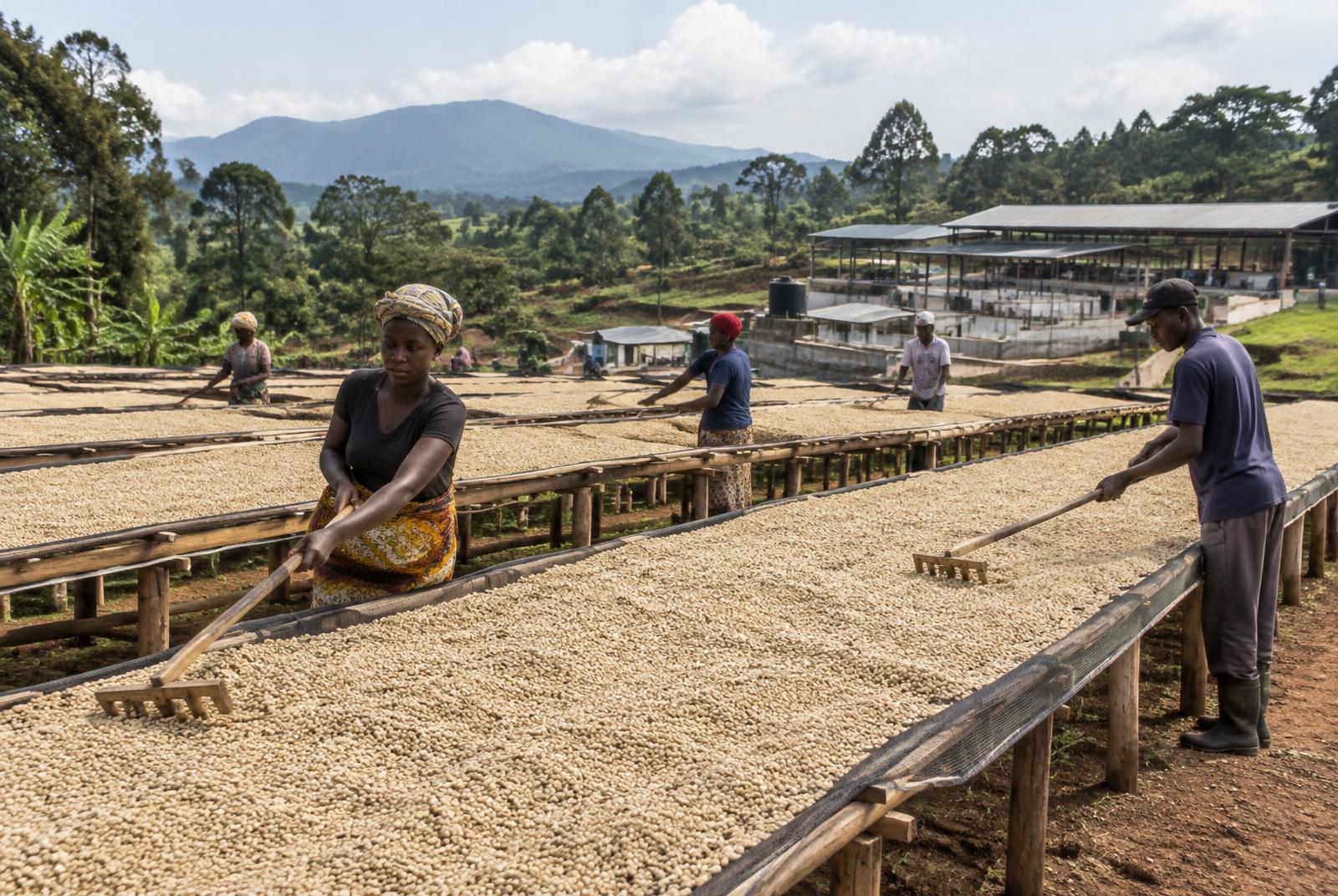 Dried coffee beans ready for milling