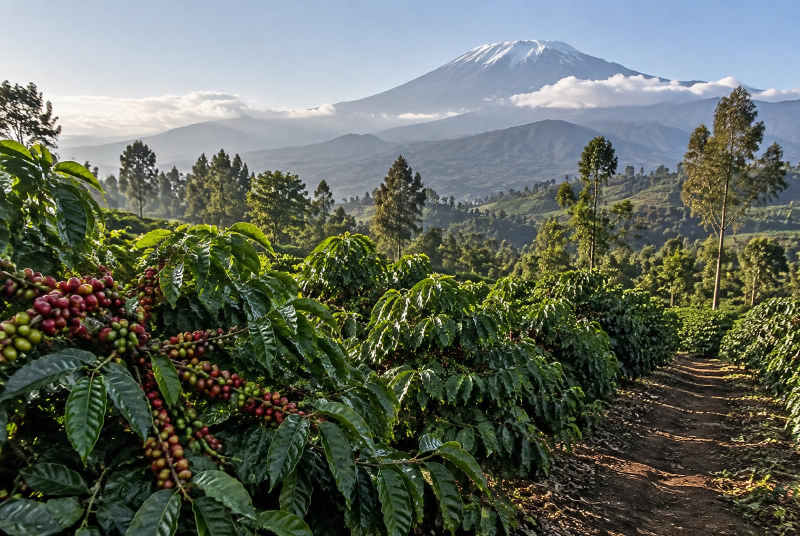 Highland coffee-growing region in Tanzania